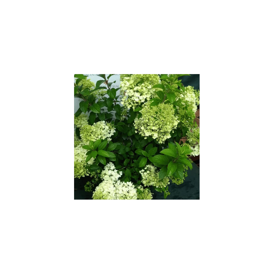 Începe să înflorească hortensia Bobo în pepiniera noastră, la începutul lunii iunie. 