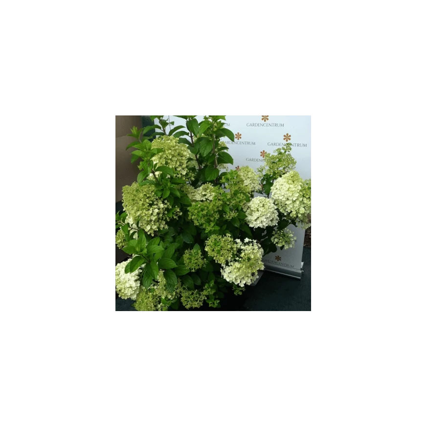 Florile hortensiei Bobo vor oferi un decor care durează timp de săptămâni. 