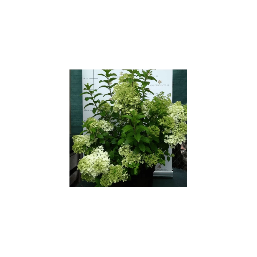 Hortensia Bobo cu creștere compactă, în pepiniera noastră, la sfârșitul lunii iunie. 