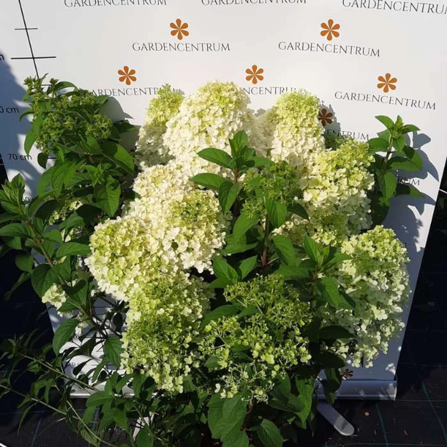 Hortensia Bobo înflorită. 