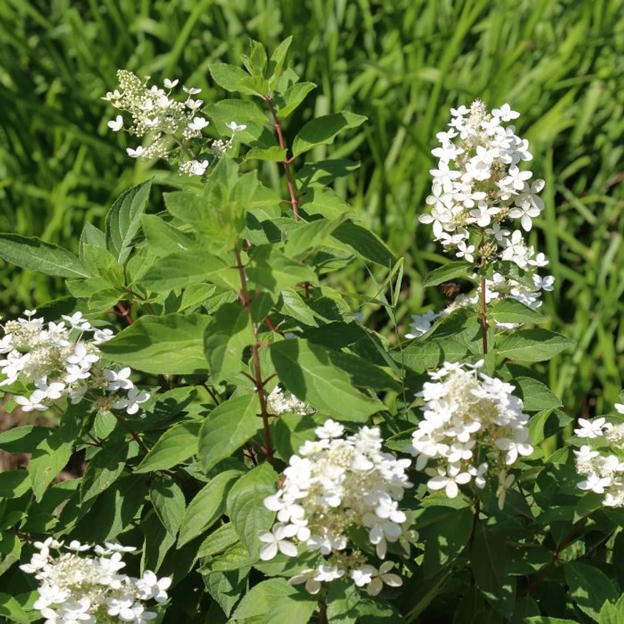 Hortensia paniculată Confetti – aspectul compact al arbustului.