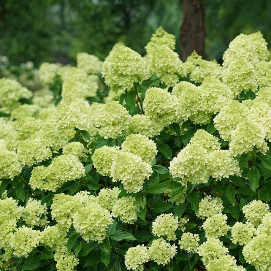 Florile alb-verzui ale hortensiei LIttle Lime. 