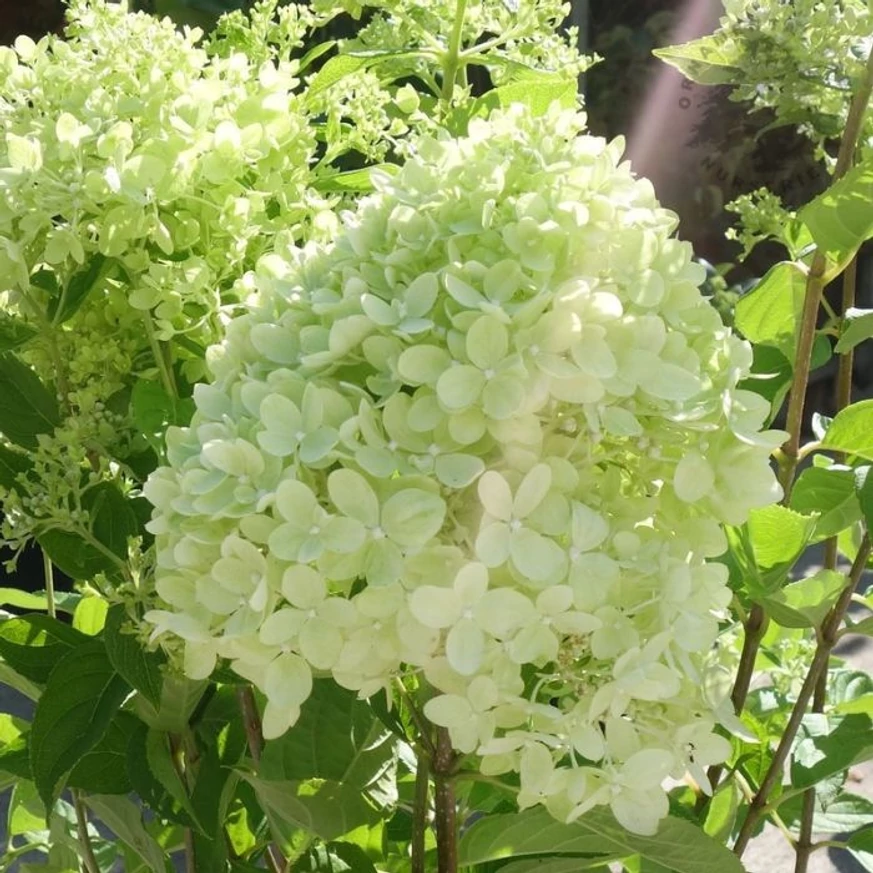 Inflorescența mare a hortensiei Little Lime. 