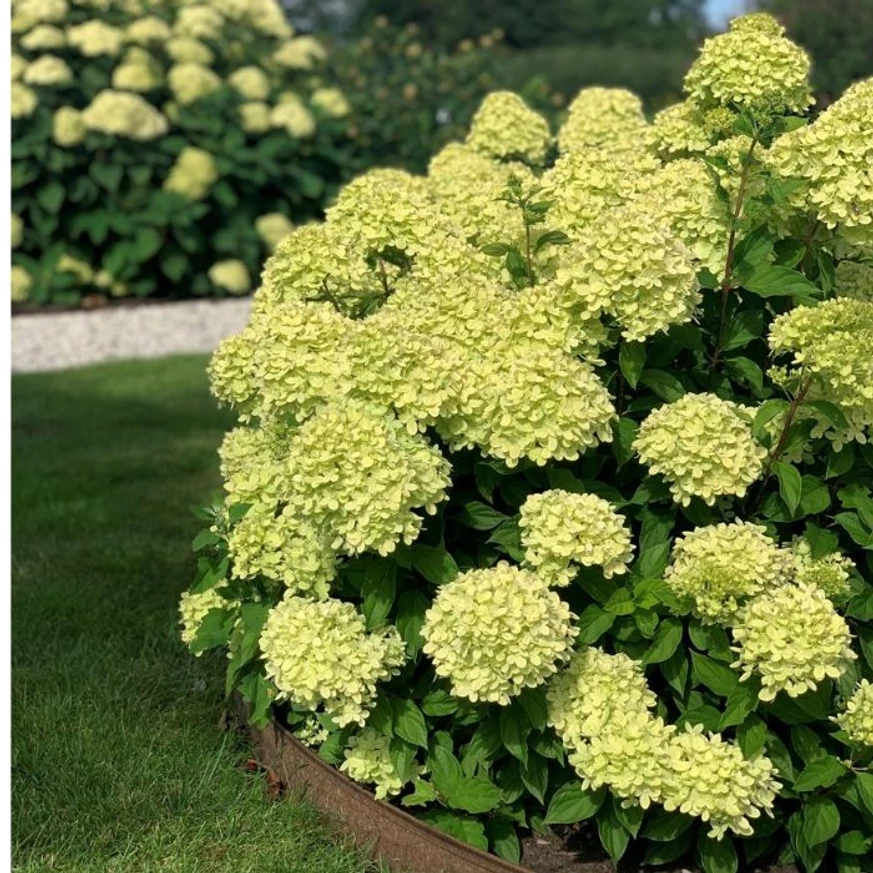 Hortensia Little Lime formează un arbust compact, cu formă rotunjită. 