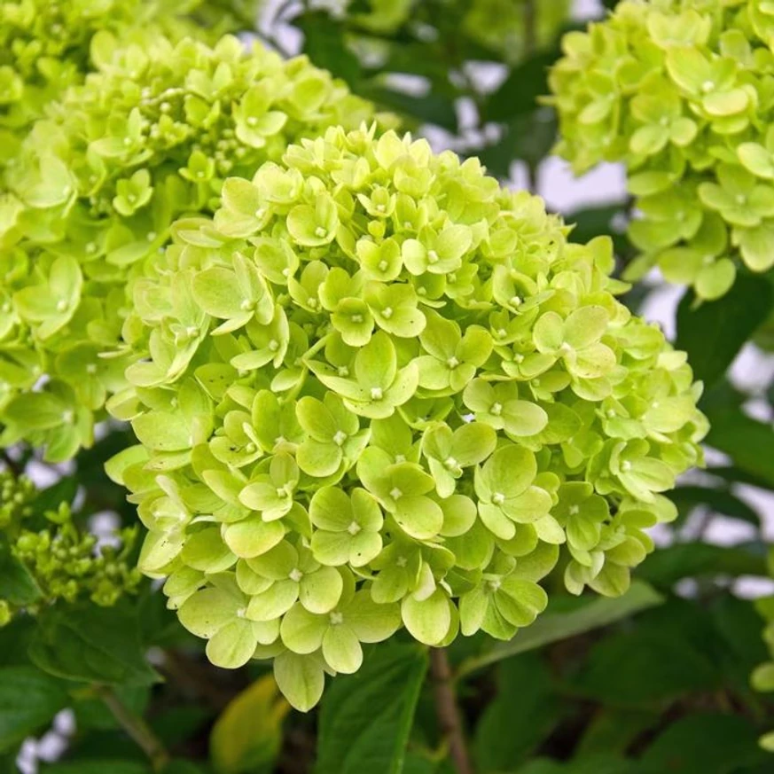 Floarea verzuie a hortensiei Little Lime, la începutul înfloririi. 