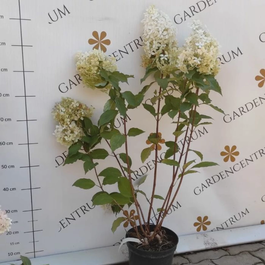 Hortensia paniculata Phantom în container de 5 litri, în splendoarea sa de vară.