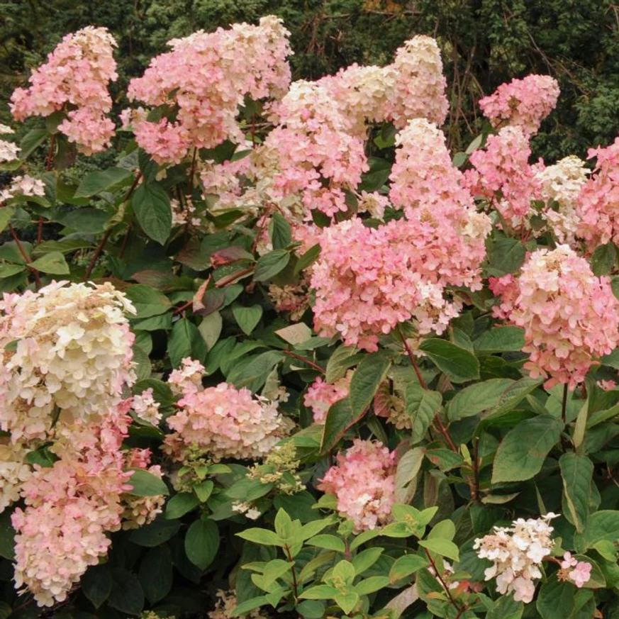 Înflorirea abundentă a hortensiei Pink Diamond.