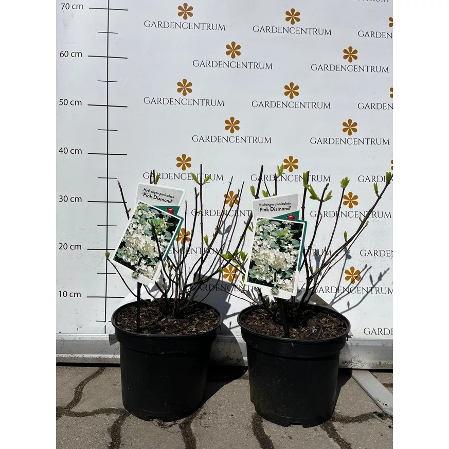 Hortensie Pink Diamond la sfârșitul lunii martie în pepiniera noastră. 