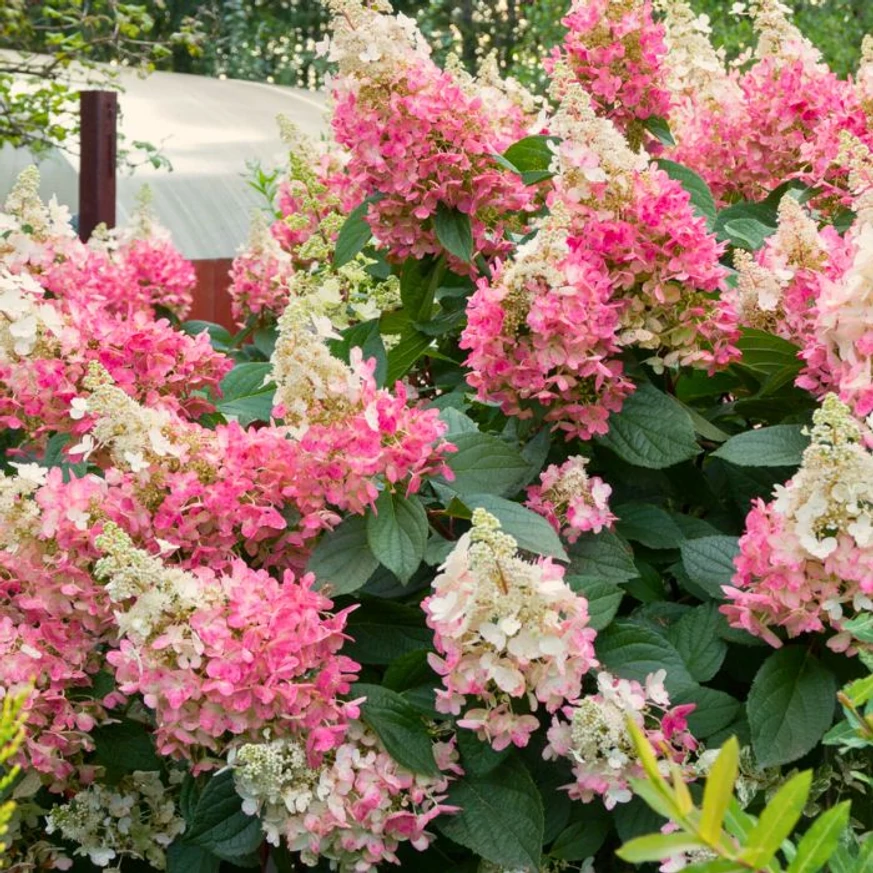 Hydrangea paniculata Pink Lady CS9 - Hortensie paniculată