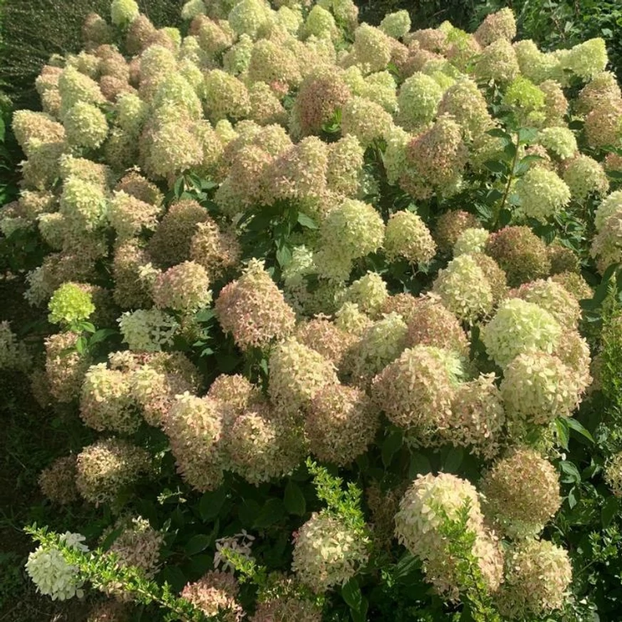 Hydrangea paniculata Pixio CS9 - Hortensie paniculată