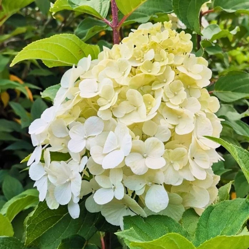 Hydrangea paniculata Polar Bear CS9 - Hortensie paniculată