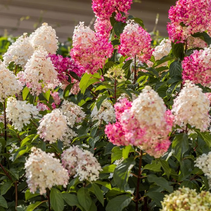 Hortensia Vanille Fraise îmbracă nuanțe de roz și roșu zmeură.