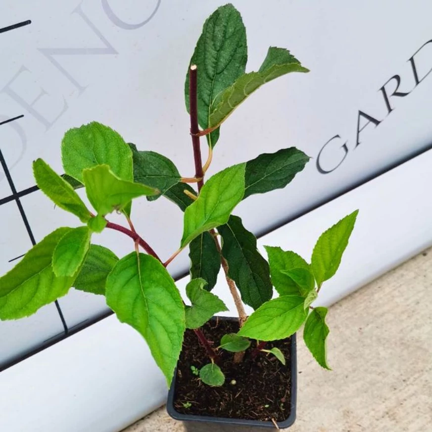 Aspectul hortensiilor Vanille Fraise din ghivece mici de 9 cm, la sfârșitul lunii septembrie.