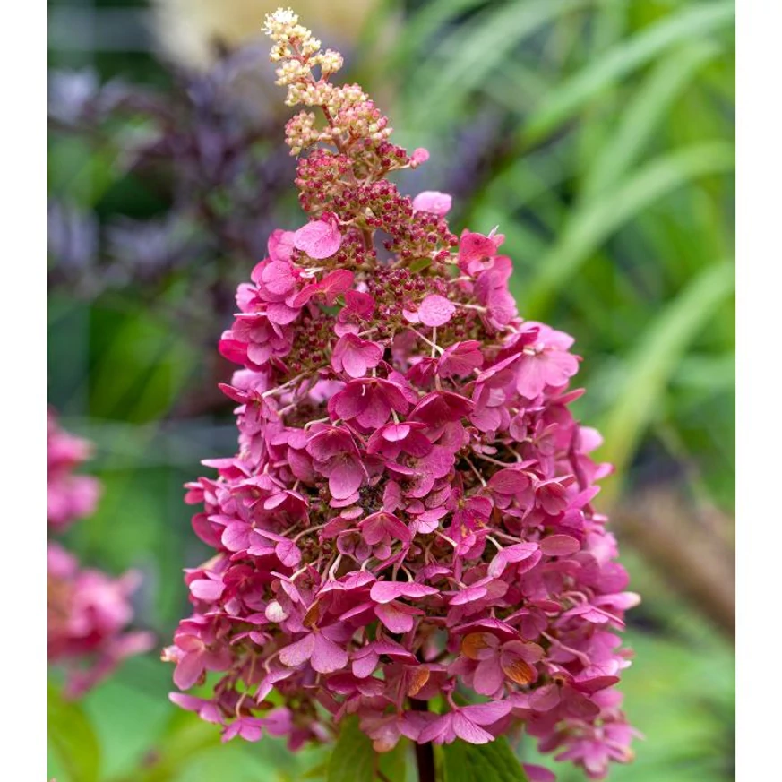 Aspectul inflorescențelor hortensiei Hydrangea paniculata Wim's Red.