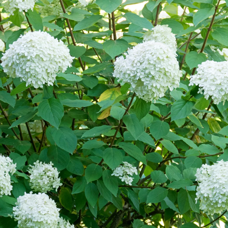 Hortensia Limelight înflorește abundent