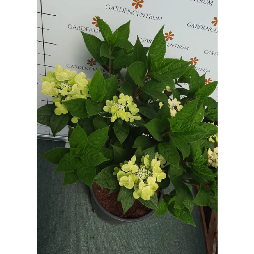 Hydrangea paniculata Switch Ophelia MT30 -  Hortensie tip pomișor