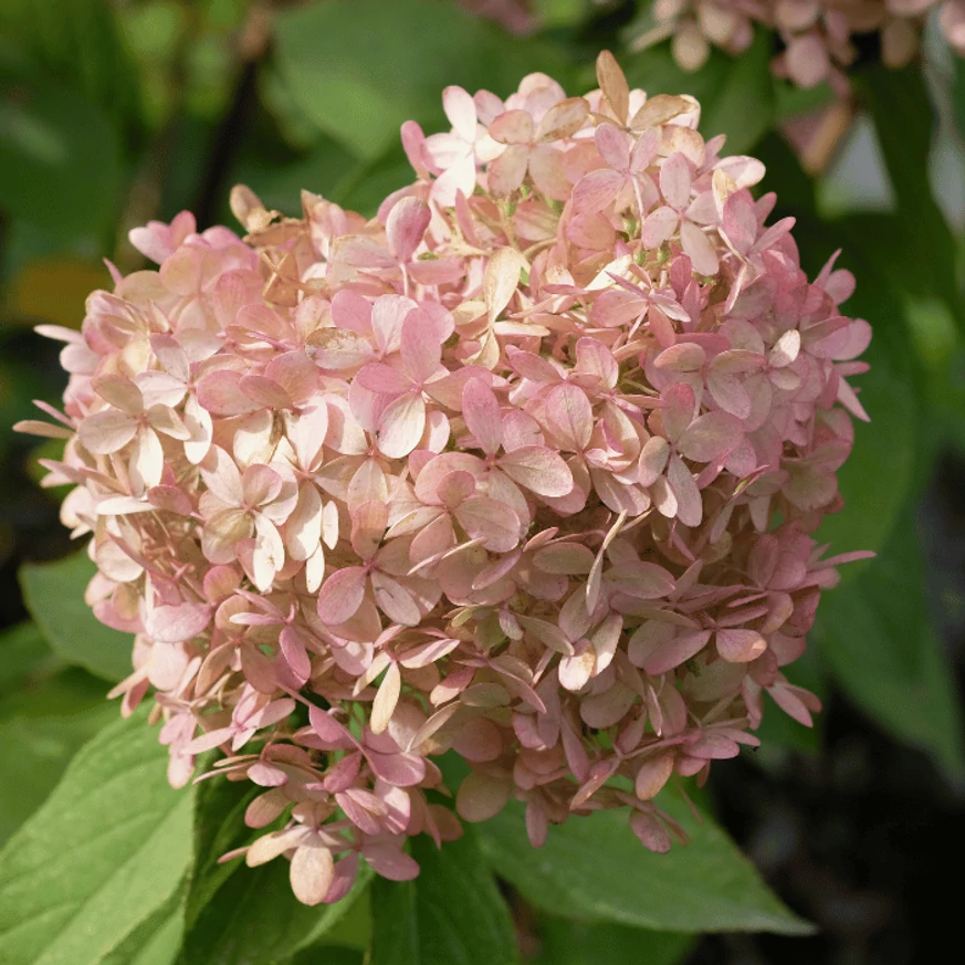 Culoarea florilor ale hortensiei Petite Star în a doua jumătate a verii. 