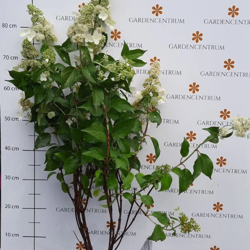 Hydrangea paniculata Kyushu în pepiniera noastră în luna iulie. 