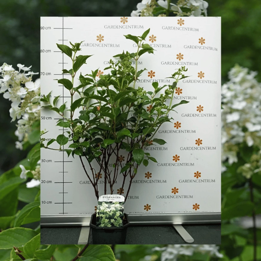 Hortensia Kyushu într-un ghiveci K2, în pepiniera noastră, la sfârșitul lunii mai. 