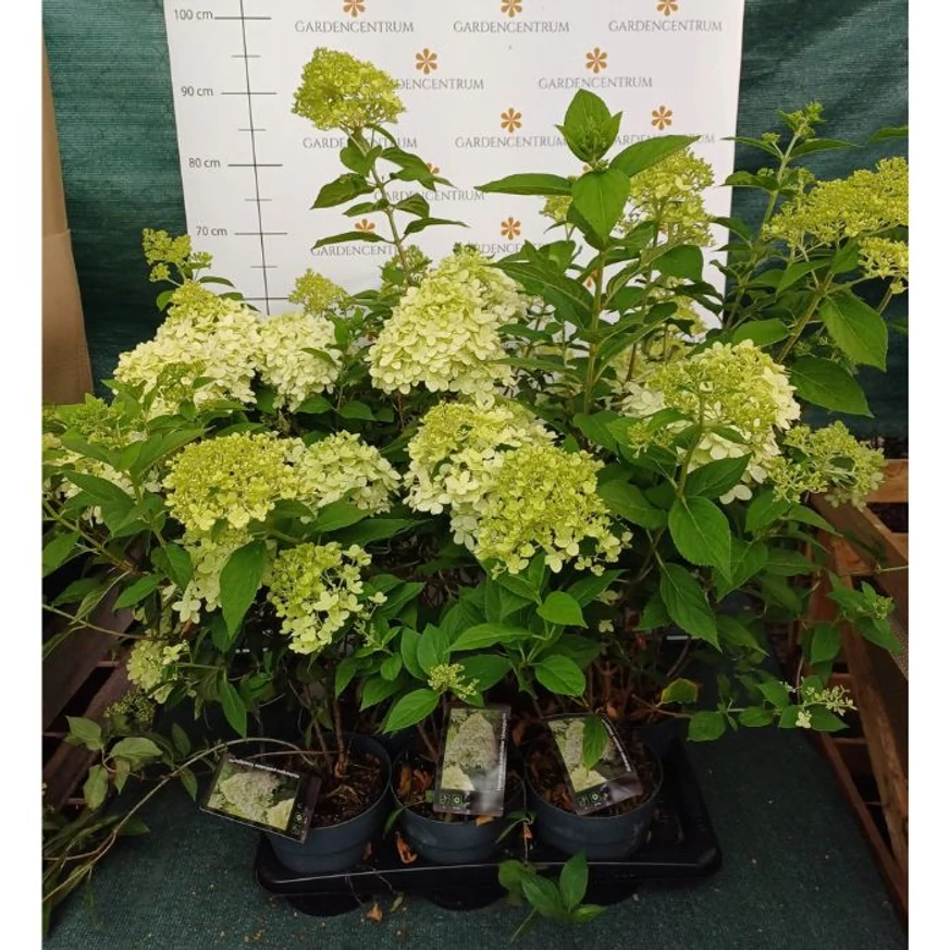 Hydrangea paniculata Limelight la începutul înfloririi, la Gardencentrum.net. 