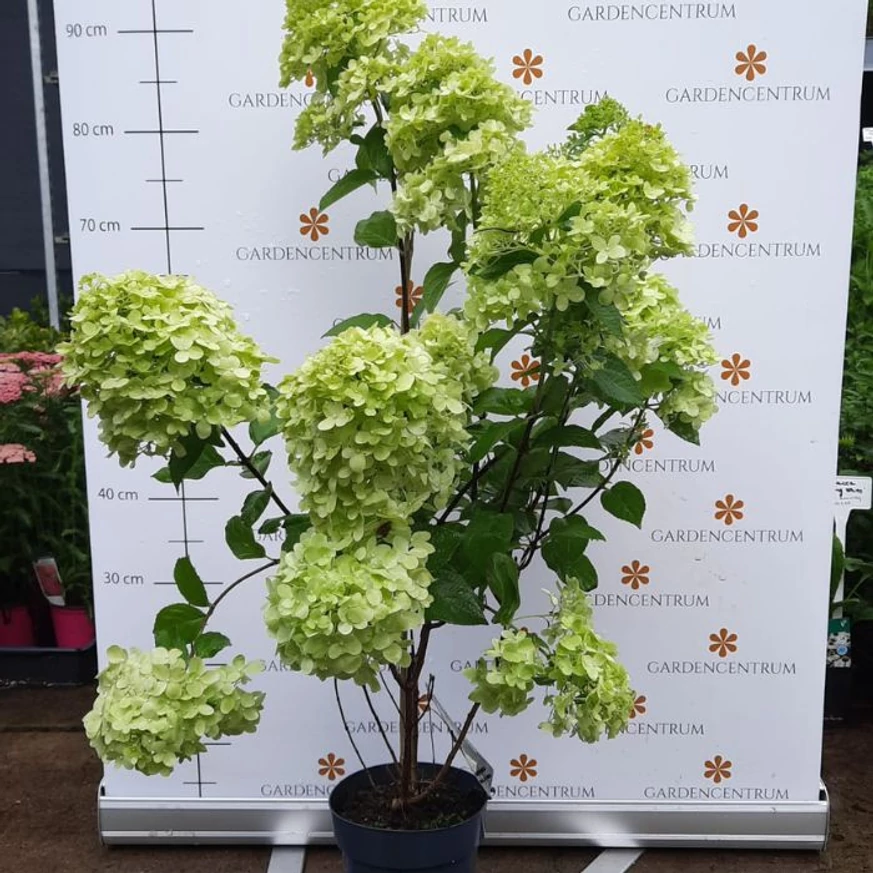 Hydrangea paniculata Limelight în luna iulie. 