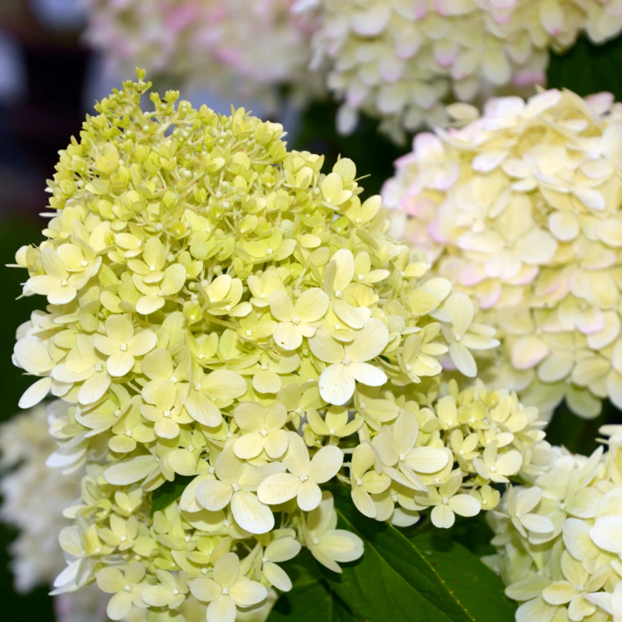 Florile hortensiei Hydrangea paniculat Limelight se schimbă din verzui în alb.