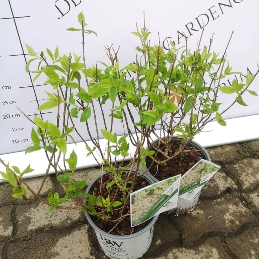 Hortensia Little Lime a început să învezească în pepiniera noastră, luna aprilie. 