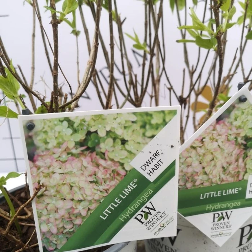 Eticheta hortensiei Little Lime, în pepiniera noastră. 