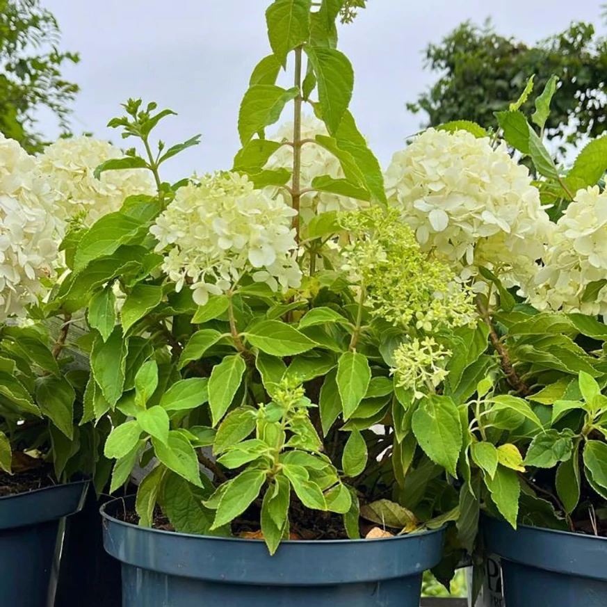Hortensia Little Spooky în pepiniera noastră. 