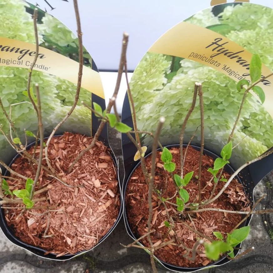 Hortensia Magical Candle în luna aprilie în pepiniera noastră. 