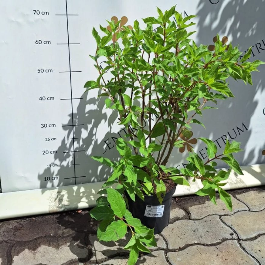 Hortensie Phantom în luna august în pepiniera noastră. 