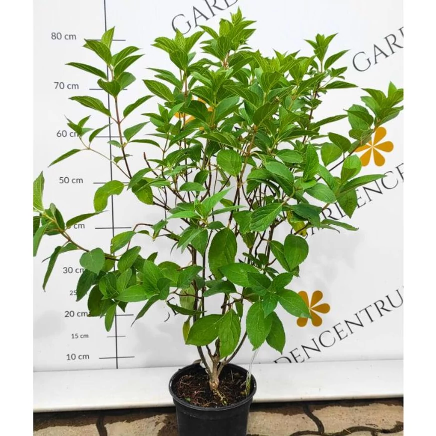 Aspectul hortensiei Mojito la sfârșitul primăverii în centrul nostru de grădinărit.