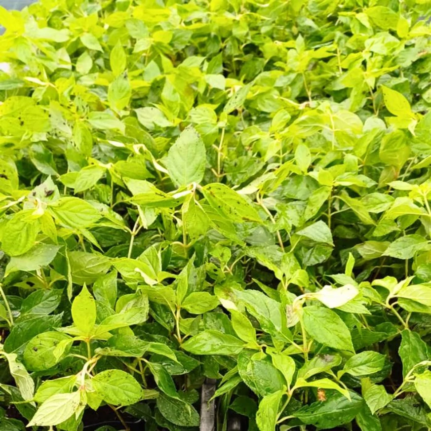 Tufele mici de hortensie Limelight au un foliaj și sistem radicular sănătos, bine dezvoltat.