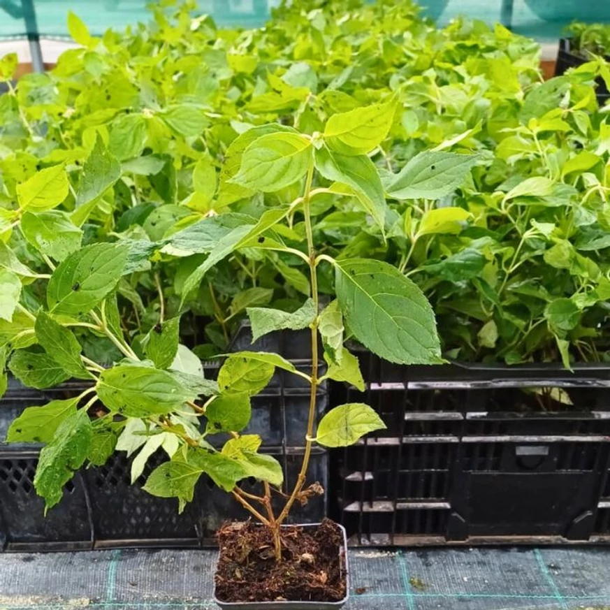Tufe de hortensie paniculată Limelight, în ghivece de 9 cm, la începutul lunii octombrie.