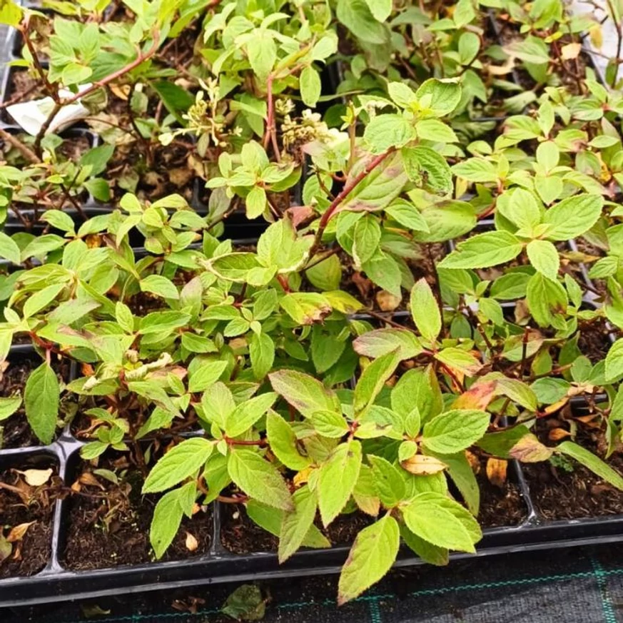 Tufe de hortensie paniculată Pink Diamond, în ghivece de 9 cm, la începutul lunii octombrie.