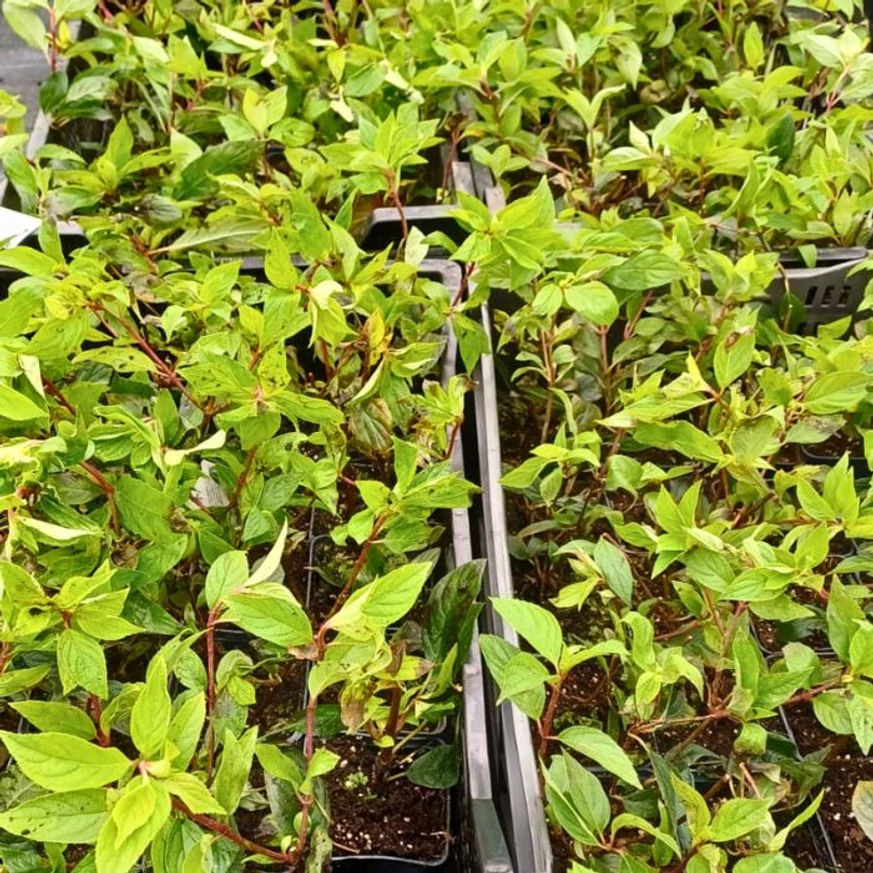 Tufe de hortensie Vanille Fraise în ghivece de 9 cm, la începutul lunii octombrie. 