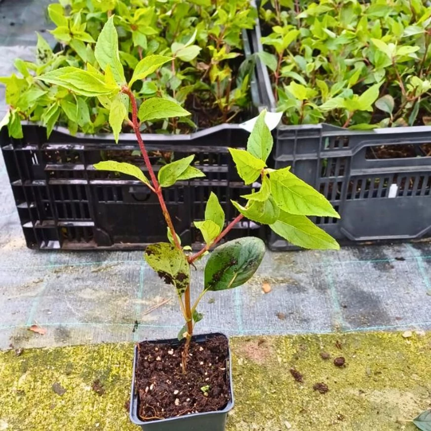 Aspectul tufei tinere de hortensie Vanille Fraise în pepiniera noastră. 