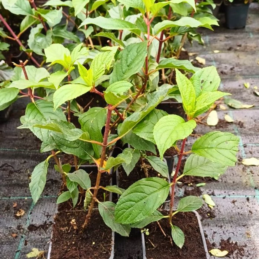 Tufe viguroase de hortensie Vanille Fraise în pepiniera noastră. 