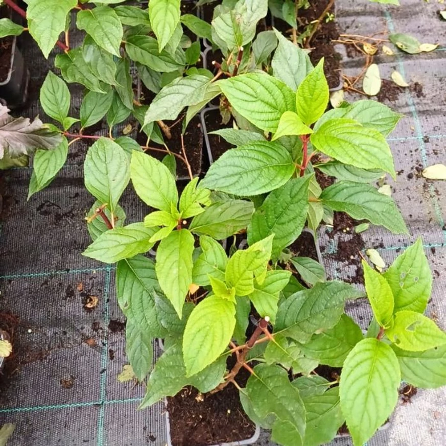 Aspectul frunzelor sănătoase ale hortensiilor Vanille Fraise din ghivece mici.