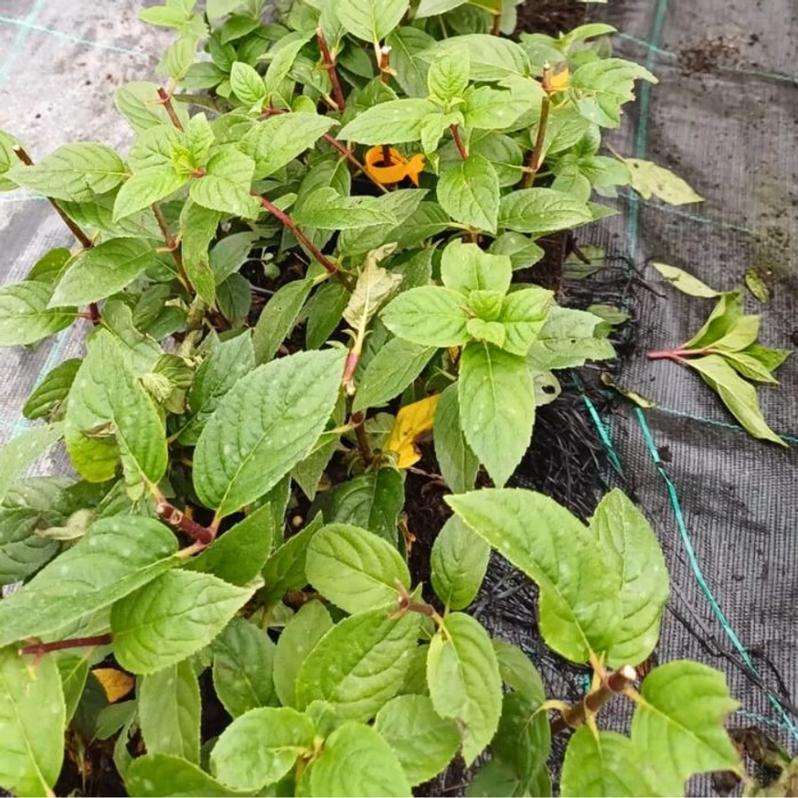 Hortensiile Sundae Fraise au un frunziș sănătos și un sistem radicular bine dezvoltat.
