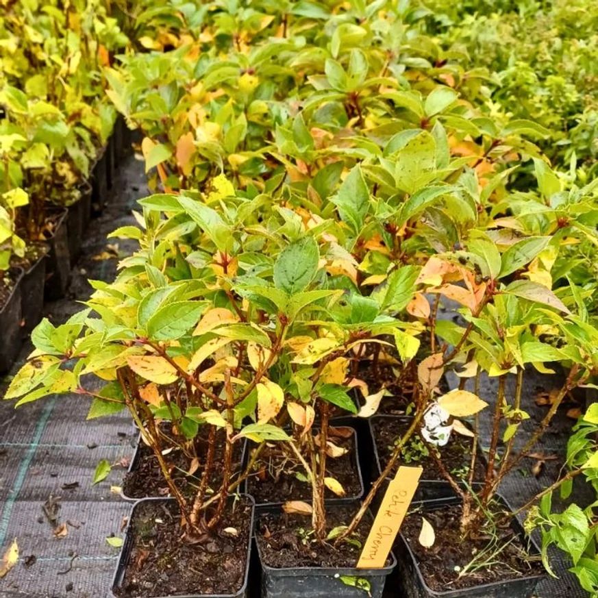 Hydrangea paniculata Petite Cherry P9 - Hortensie paniculată pitică