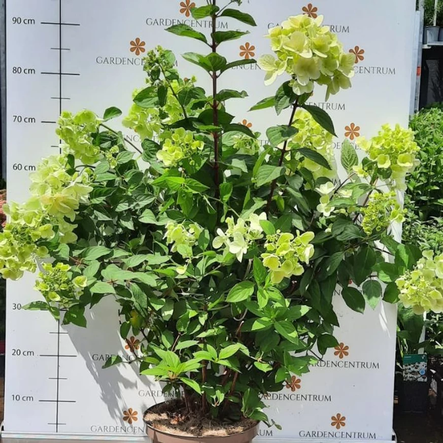 Hortensie Pink Diamond înflorită în luna iulie. 