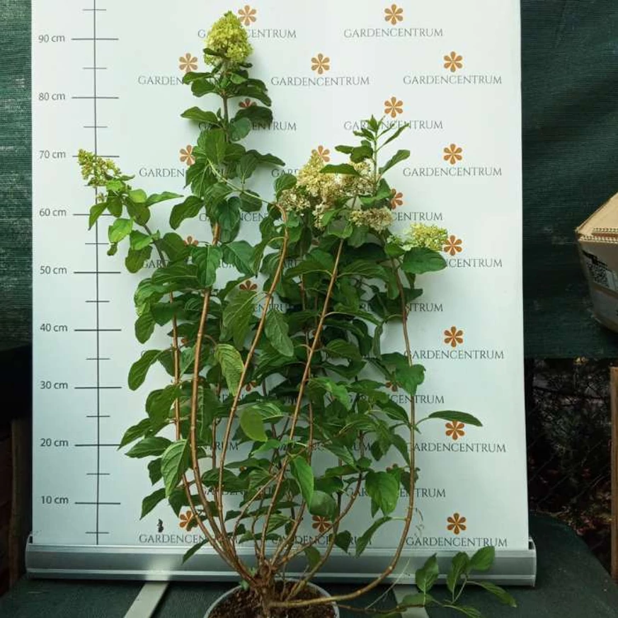 Hortensie paniculata Polar Bear în timpul înfloririi, în pepiniera noastră. 