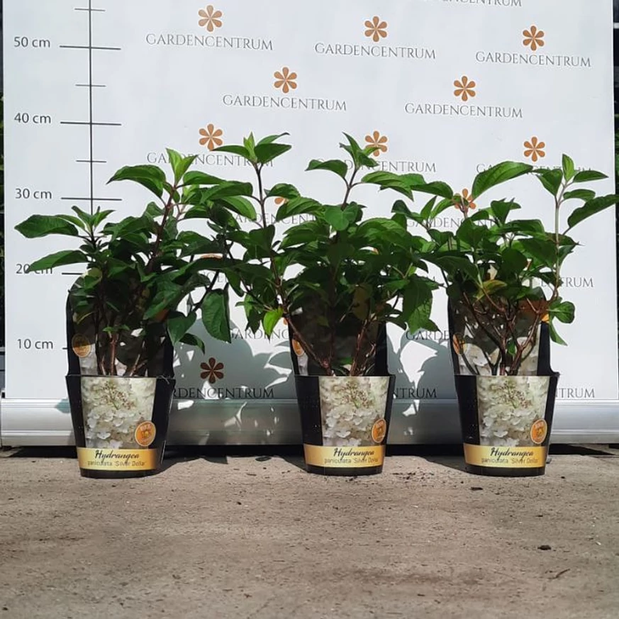 Hydrangea paniculata Silver Dollar în pepiniera noastră în luna septembrie. 