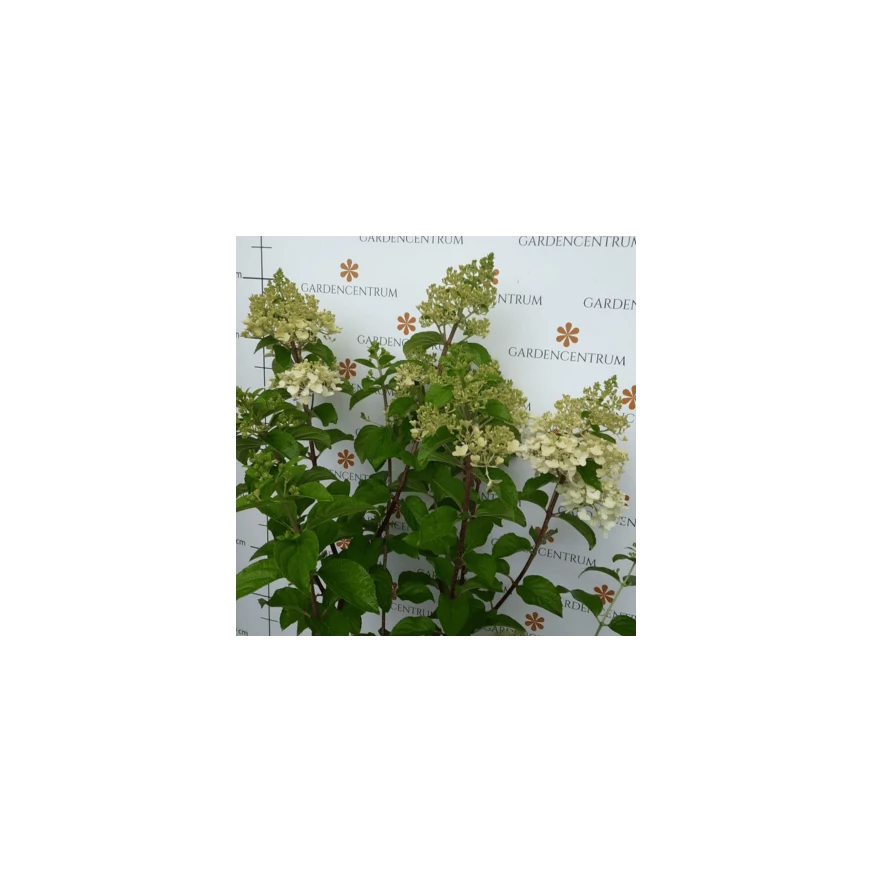 Hortensie Silver dollar la începutul înfloririi, la sfârșitul lunii iunie. 