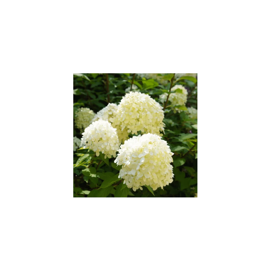  Inflorescențele dense ale hortensiei paniculare Silver Dollar.