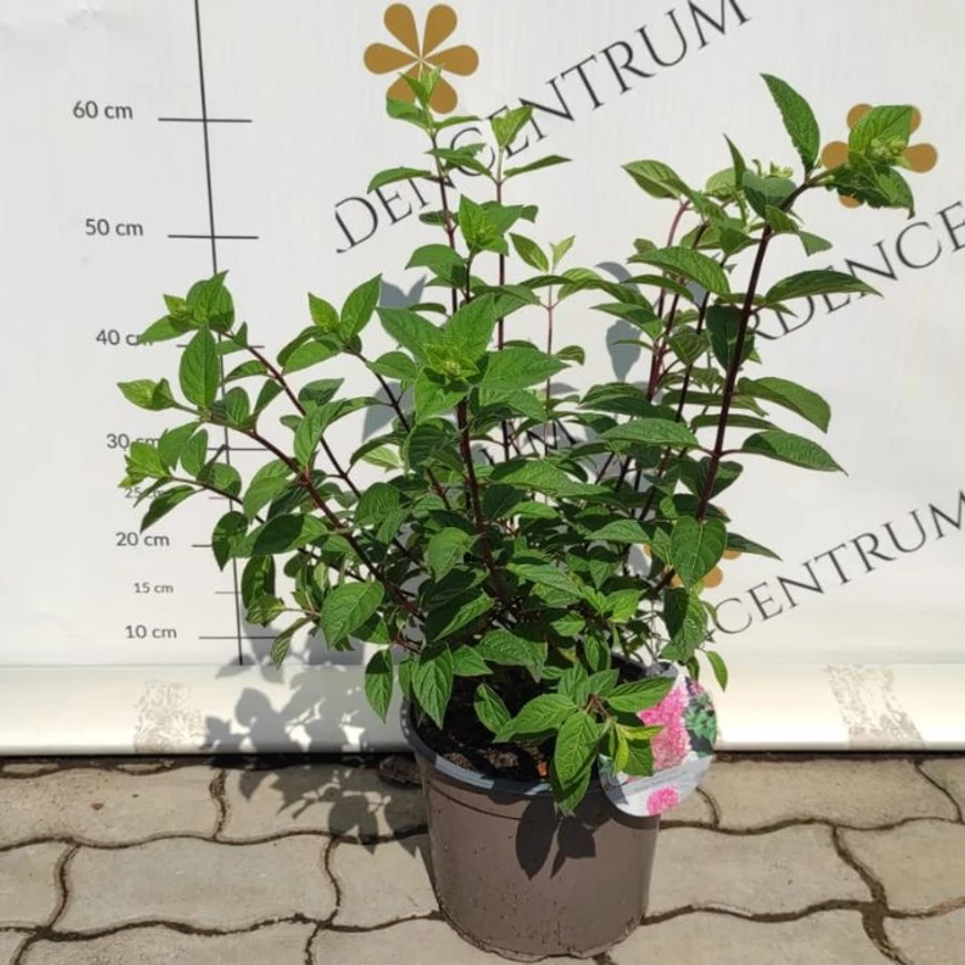 Hortensie Sundae Fraise în luna iulie în pepiniera noastră. 