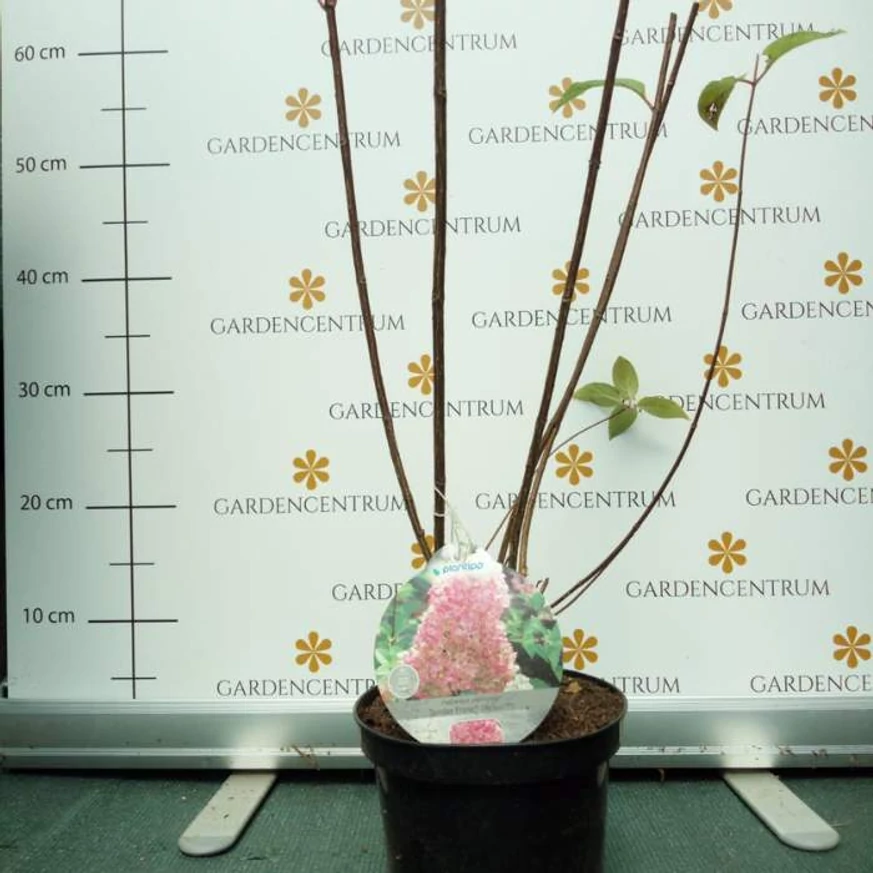 Hortensie paniculata Sundae Fraise sănătoasă cu rădăcini puternice, tunsă, în pepiniera noastră în luna august. 