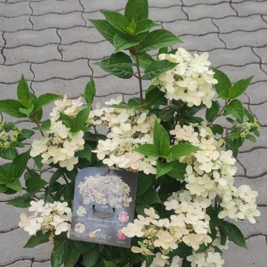 Hortensia Switch Ophelia în timpul înflorirrii în luna iunie în pepiniera noastră. 