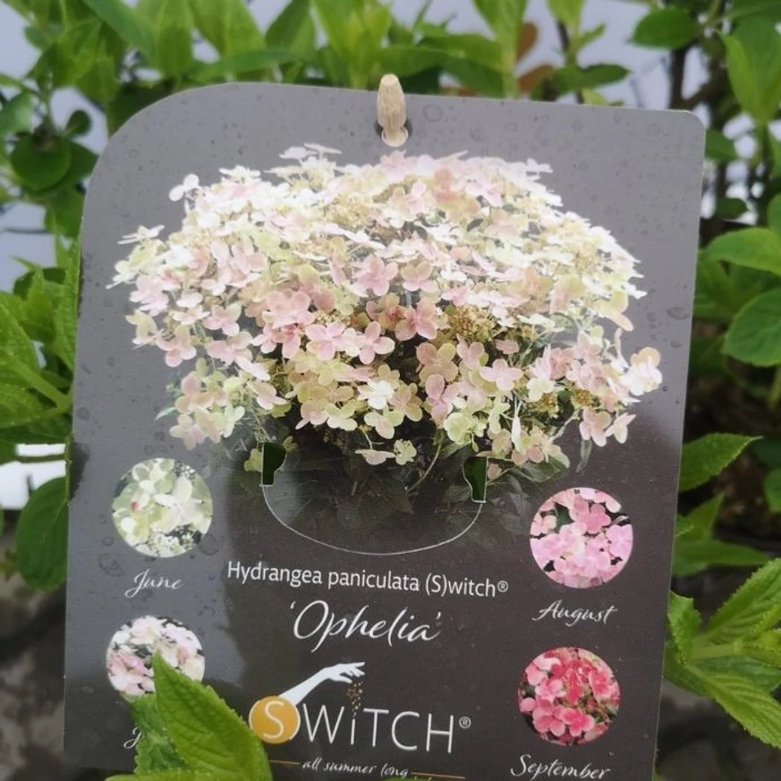 Eticheta hortensiei Switch Ophelia. 